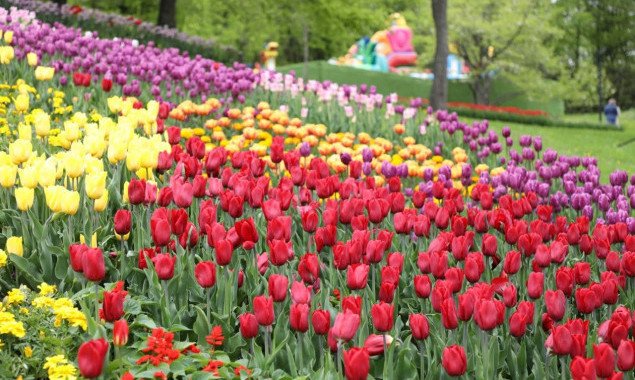 Более 700 тысяч тюльпанов расцвели на Певческом поле в Киеве