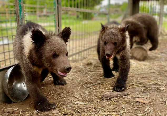 Пятерых медвежат спасли из контактного зоопарка