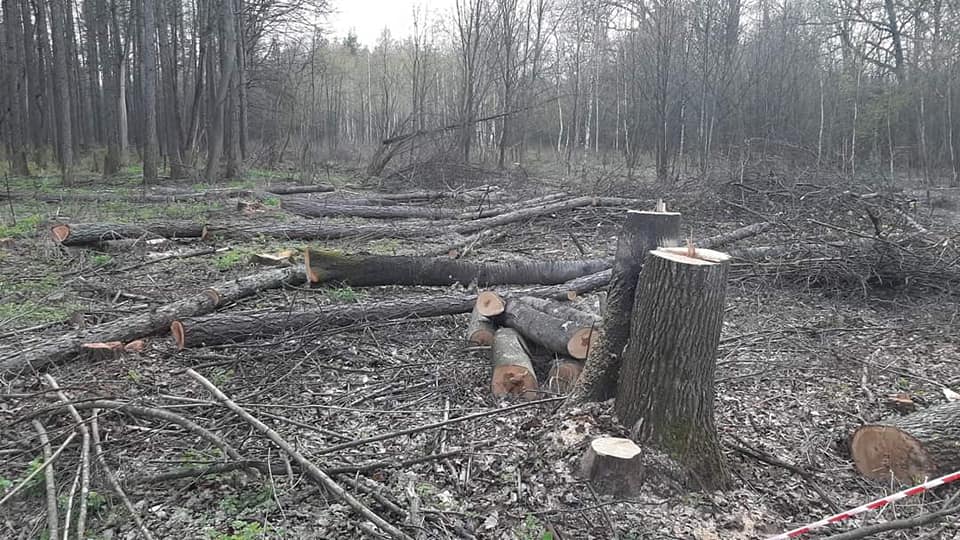 ЖК посреди векового леса: экс-нардеп Андриевский продолжает “оккупацию” Пущи-Водицы
