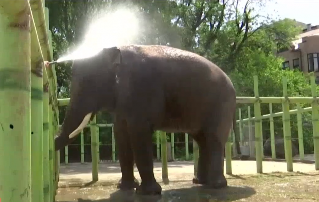 В Киевском зоопарке на время жары животным сменили питание и организовали прохладный душ (видео)
