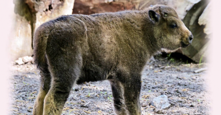 Имя маленького бизона в Киевском зоопарке определили с помощью голосования