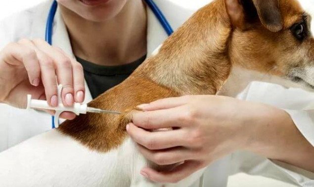 Завтра, 12 июня, в Днепровском районе столицы 12 июня будут чипировать и вакцинировать домашних животных