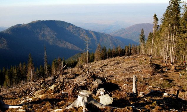 Кабмин планирует инвентаризировать все леса Украины за 4 года