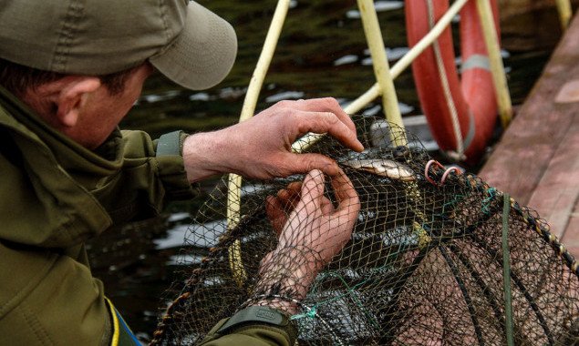 Киевский рыбоохранный патруль в июне изъял более 3 км сетей