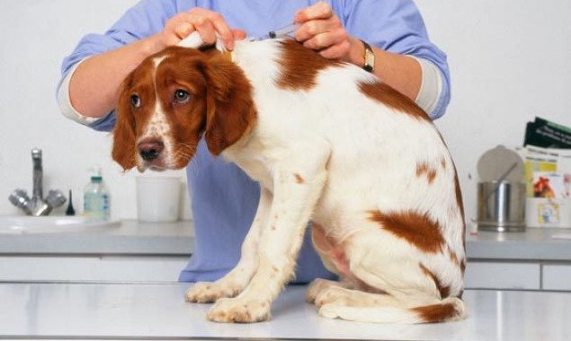 Завтра, 3 июля, на Русановской набережной будут бесплатно регистрировать и вакцинировать домашних животных