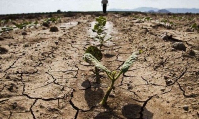 Аграриям, утратившим посевы из-за засухи, Кабмин установил компенсации