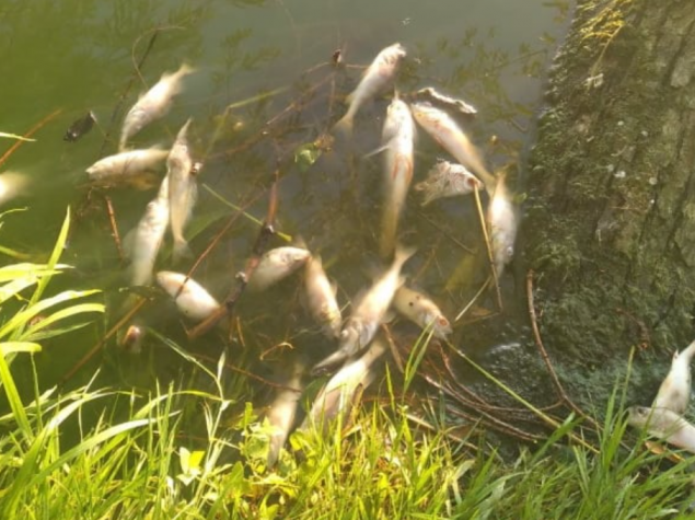 Замор рыбы в реке Рось: специалисты опубликовали результаты гидрохимического исследования