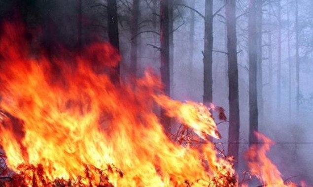 Оболонская РГА решила, как будет бороться с пожарами в лесопарковой зоне района