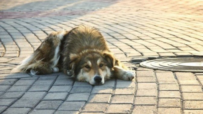 На следующей неделе в Белой Церкви пересчитают бездомных собак