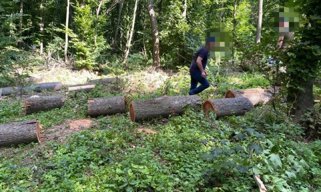В Тетиевском районе Киевщины группа лиц незаконно вырубила леса на более чем 1 млн грн