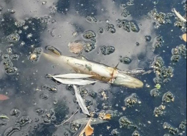 На столичном водоеме возле станции метро “Нивки” произошел замор рыбы (фото)