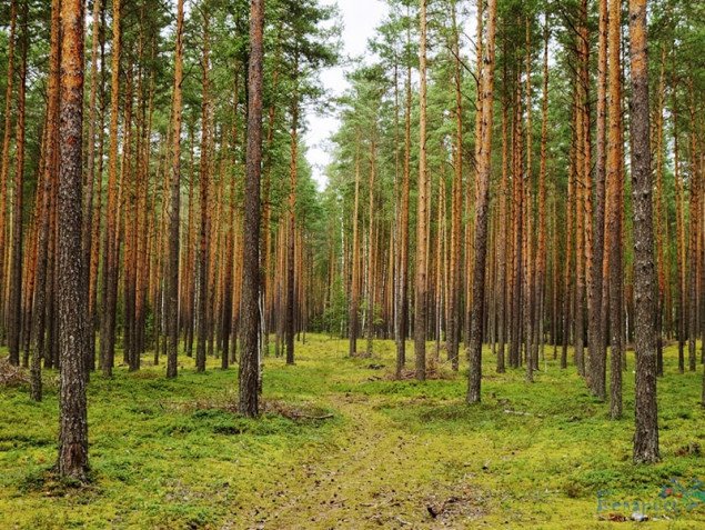 На Київщині створено вісім нових об’єктів природно-заповідного фонду, – депутат ЄС