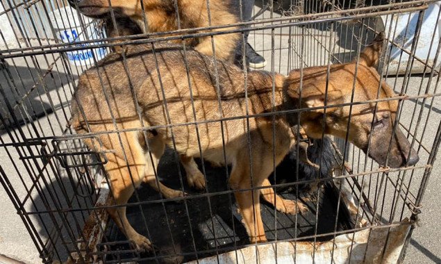 На Киевщине спасенных из подпольного приюта семь десятков животных могут продать на аукционе