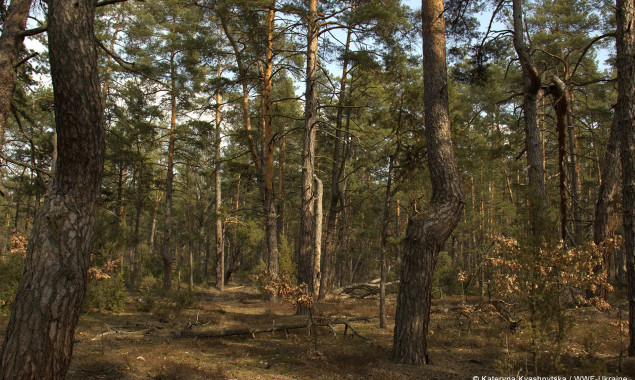 В Киевской области официально появился первый природный лес