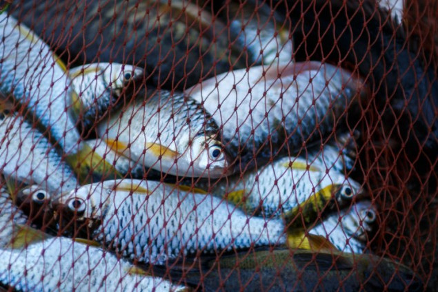 Кабмин увеличил в десятки и сотни раз штрафы за незаконный вылов рыбы