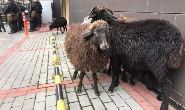 Полиция отобрала овец у митингующих под КГГА (фото)