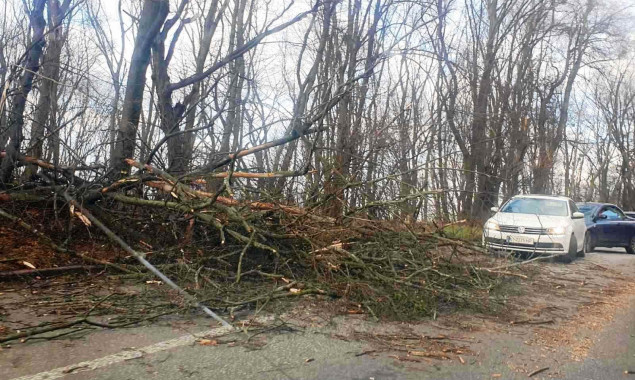 На выходных в Киеве ветер повредил более 120 деревьев (фото)