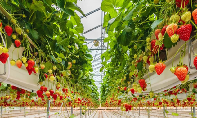 В Киевской области планируют возобновлять выращивание ягод и поднимать убыточное животноводство