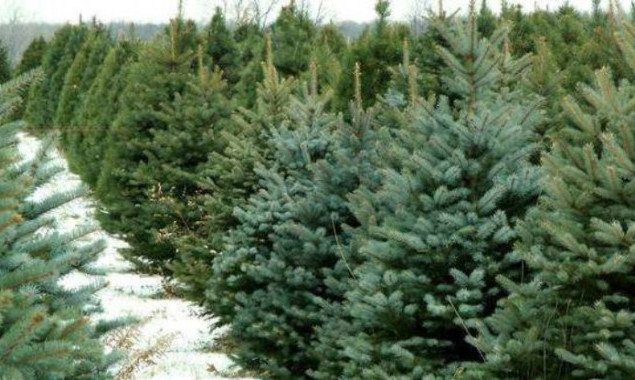 С завтрашнего дня, 10 декабря, в Киеве и области начнется продажа новогодних елок и сосен (цены)