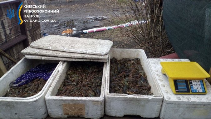 В Киеве и области выявили торговые точки незаконной продажи раков (фото)