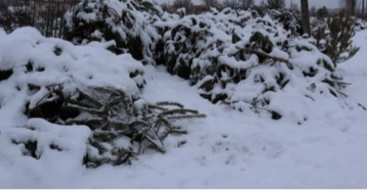 На столичной Оболони обнаружили свалку нераспроданных новогодних елок (фото, видео)
