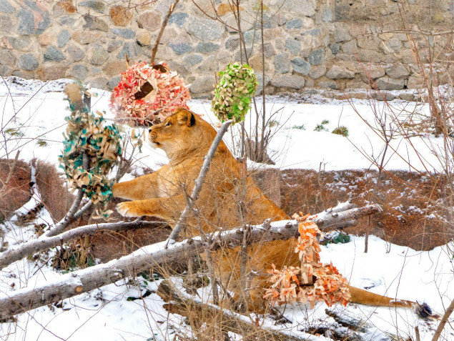 В Киевском зоопарке три дня будут праздновать 13-летие львиного прайда
