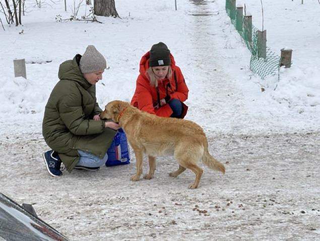 В морозные дни коммунальная ветклиника накормила около сотни бездомных животных