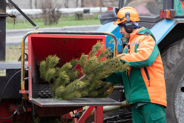 Завтра, 4 января, в столице заработают пункты утилизации новогодних елок (список адресов)