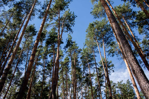 В Ирпене разгорелся скандал из-за лесных земель, которые Госгеокадастр отдал под застройку
