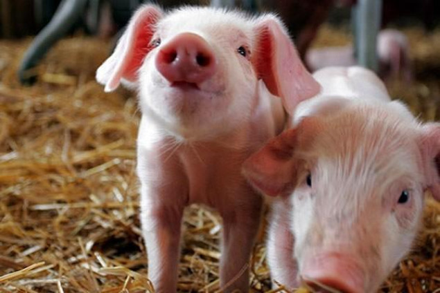 Голосеевский район столицы попал в зону надзора по контролю распространения африканской чумы свиней