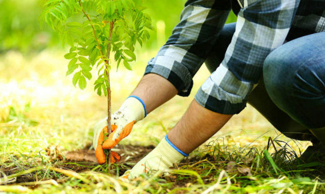 “Киевзеленстрой” обновил интерактивную карту локаций для высадки деревьев и кустов
