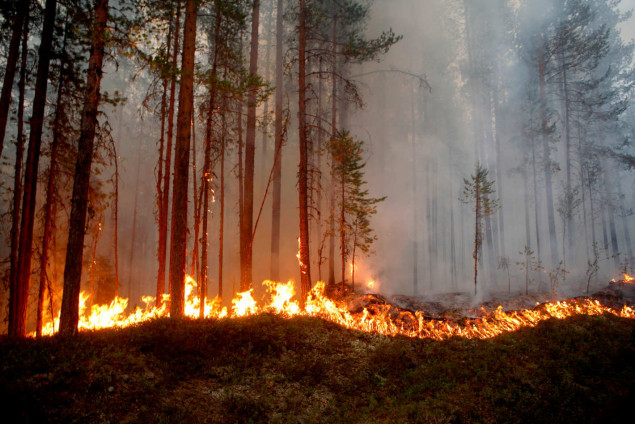 Киян попросили не панікувати через дим – це лісові пожежі