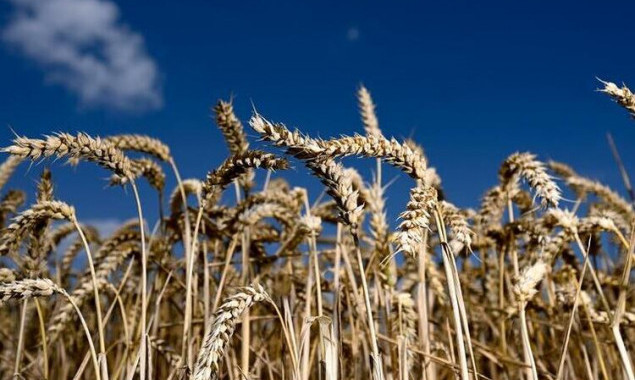 Московити вивезли з окупованих територій України третину запасів зерна