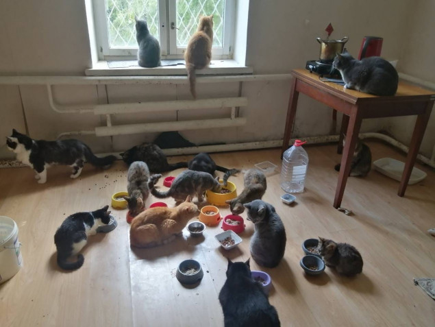 Волонтерка вивезла 26 тварин з Донеччині на Київщину (фото)