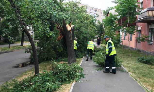 Вчорашня негода у Києві пошкодила близька сотні дерев (фото)