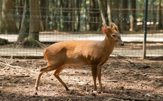 У Київському зоопарку народилося дитинча гавкаючого оленя
