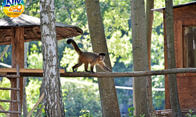 У столичному зоопарку облаштували окремий зелений острів для родини мавп капуцинів (фото)