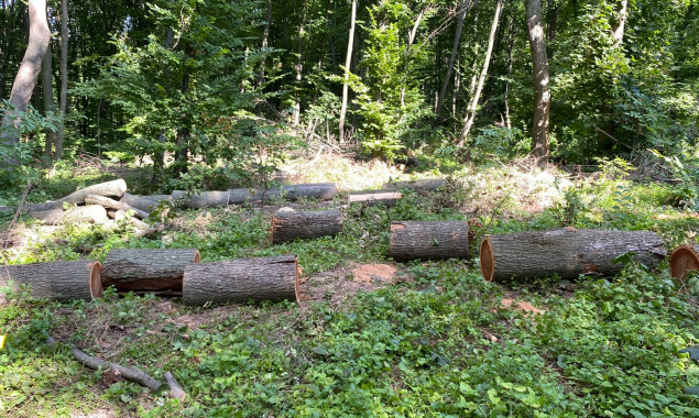 Експосадовця Держагентства з управління зоною відчуження підозрюють у порубці лісу поблизу Чорнобиля на понад 15 млн гривень