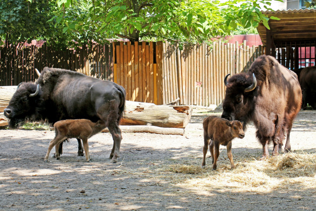 У столичному зоопарку поповнення: народились два дитинча бізонів (фото)