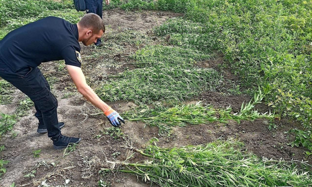 На Київщині правоохоронці виявили незаконні посіви коноплі (фото)
