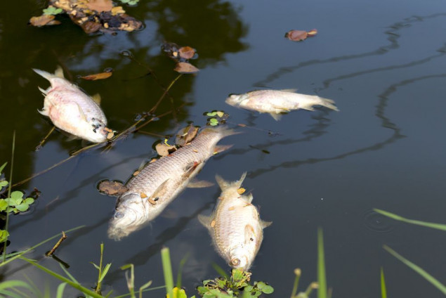 На Білоцерківщині в річці Рось виявили загибель риби