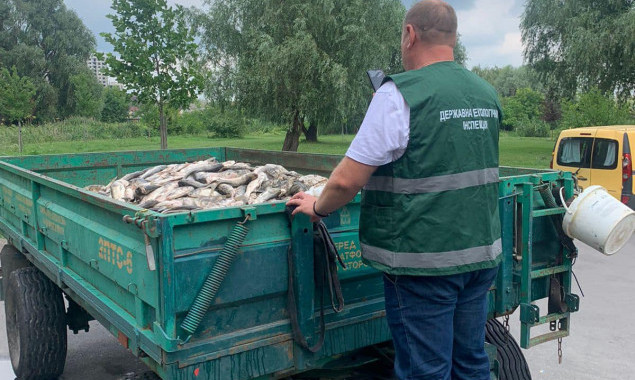 У Борисполі на Олесницькому озері загинуло риби майже на 3 млн гривень, -  Держекоінспекція 