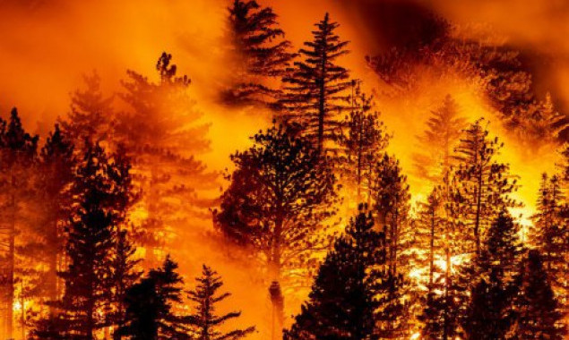 Основна причина цьогорічних великих лісових пожеж на Київщині це мінування лісових масивів, - Держлісагентство