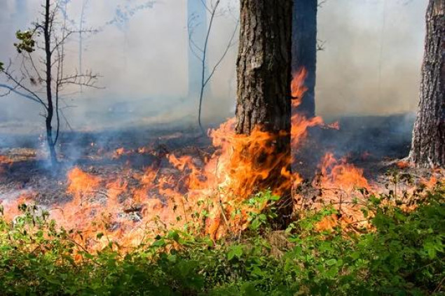 На Київщині та у столиці заборонили відвідувати ліси та лісопаркові зони через надзвичайний рівень пожежної небезпеки