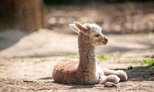 У столичному зоопарку народилось дитинча альпаки на ім’я Луна (фото)