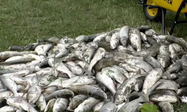 На озері у Борисполі на Київщині зафіксували масовий мор риби (відео)