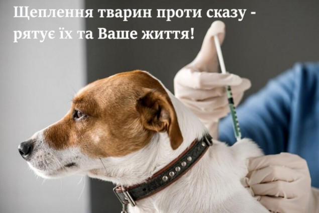 Мешканцям Київщини нагадали, де можна вакцинувати від сказу їх домашніх улюбленців