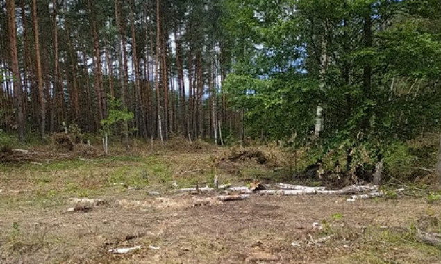 Мешканцю Вишгорода повідомлено про підозру у незаконній порубці лісу на понад 1,5 млн гривень