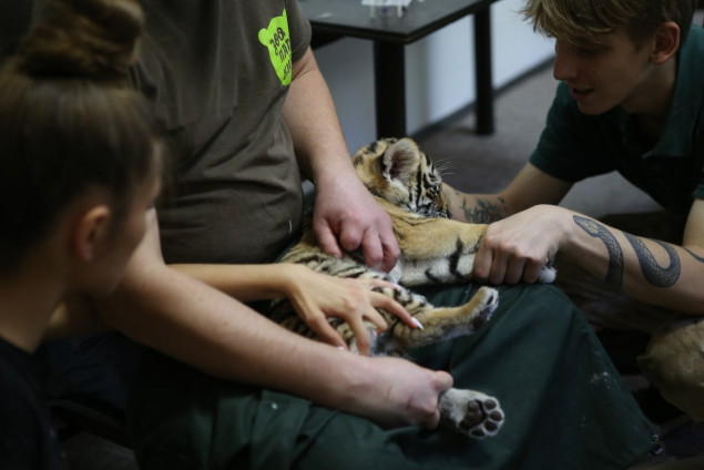 У столичному зоопарку лікують вилучених у організаторів незаконної торгівлі тварин