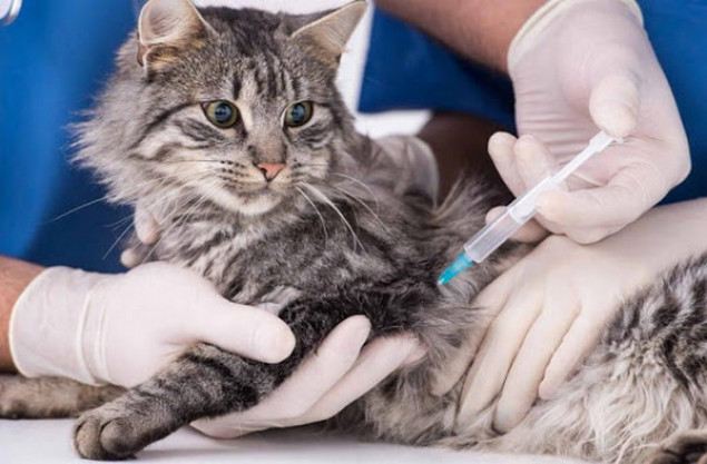 У Василькові на Київщині проводитимуть вакцинацію собак і котів від сказу
